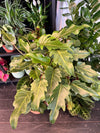 Philodendron Xanadu