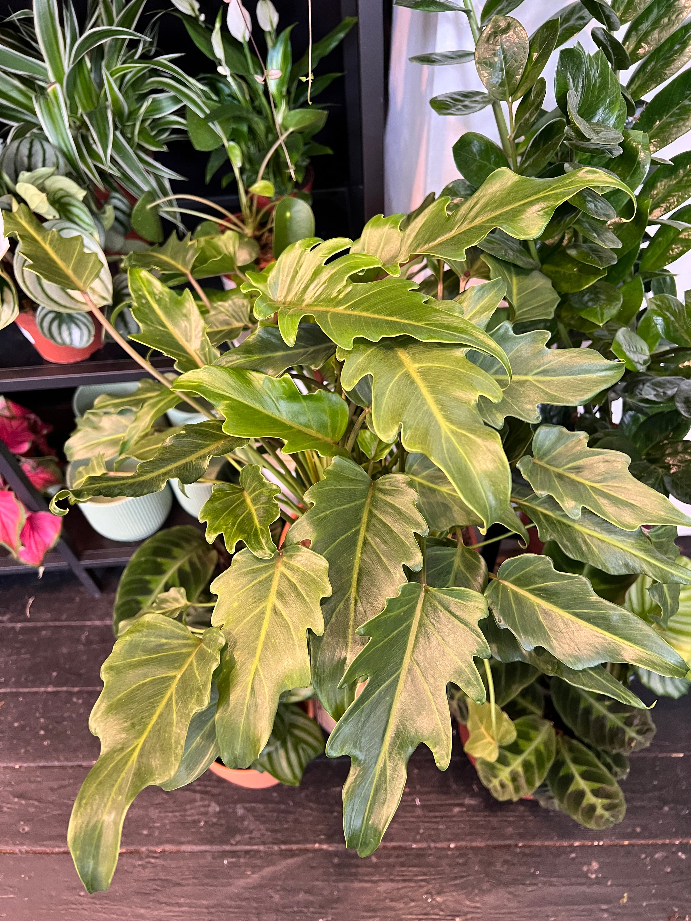 philodendron xanadu uk Philodendron Xanadu