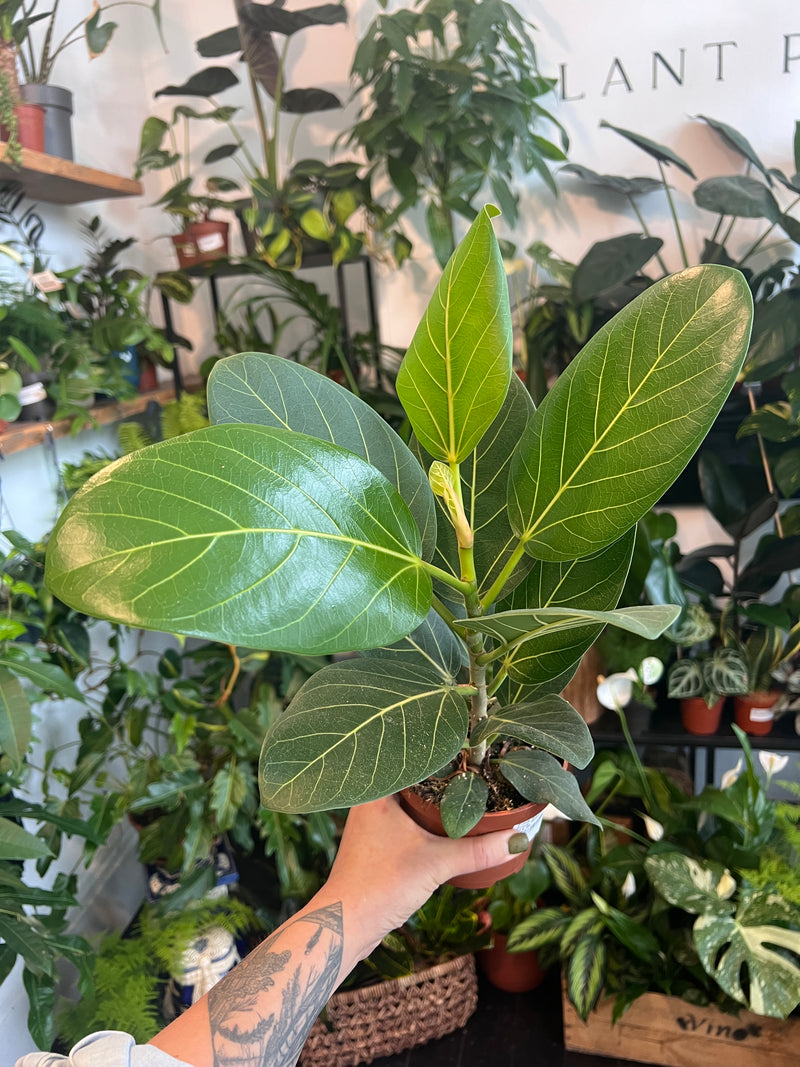 Ficus Audrey