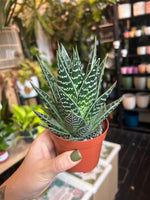 Aloe Tiki