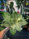 Philodendron Birkin