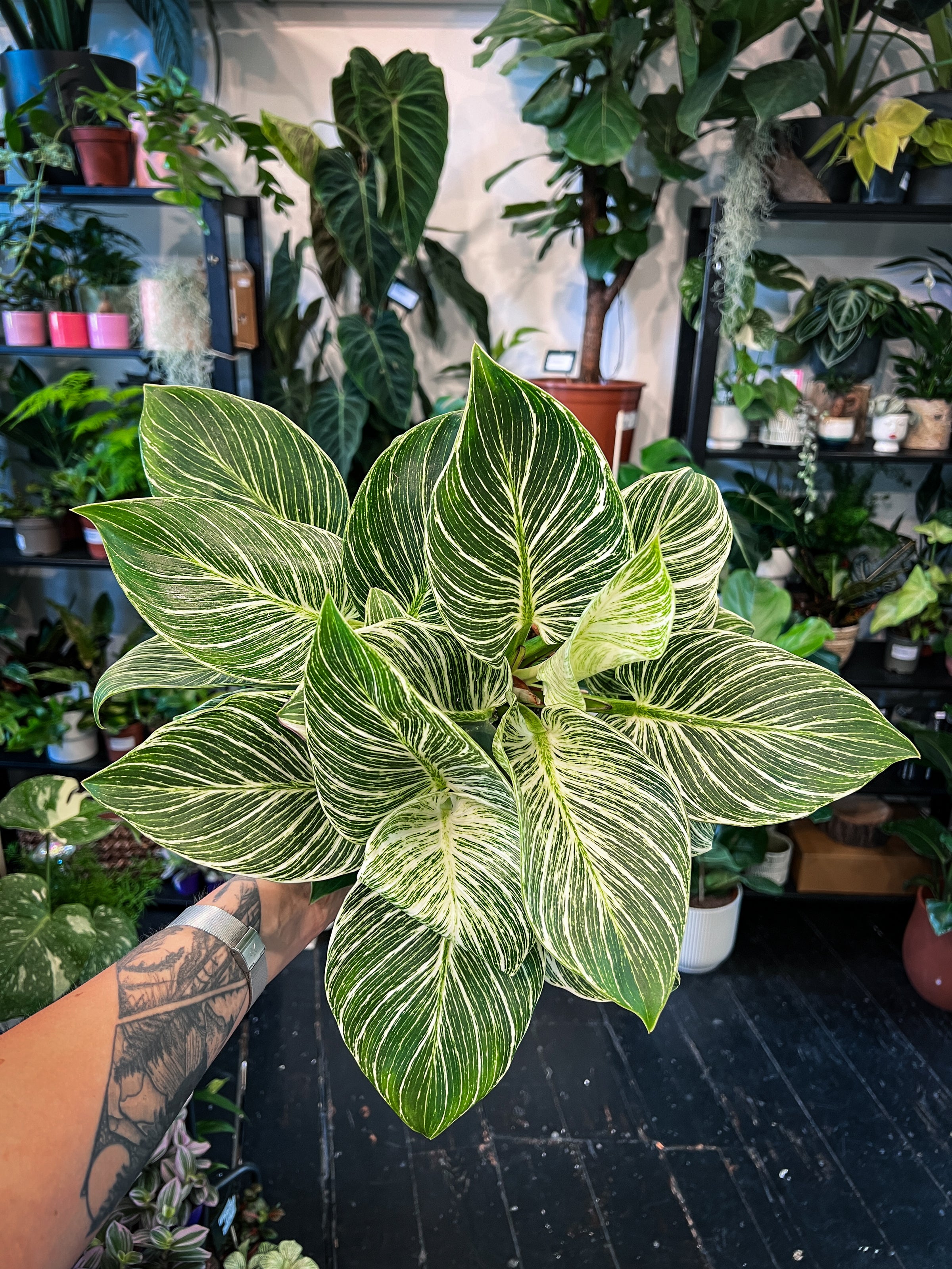 philodendron birkin uk Philodendron Birkin