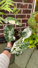 Alocasia Frydek Variegated