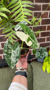 Alocasia Frydek Variegated