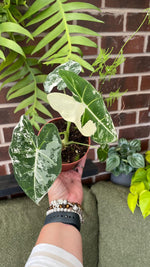 Alocasia Frydek Variegated