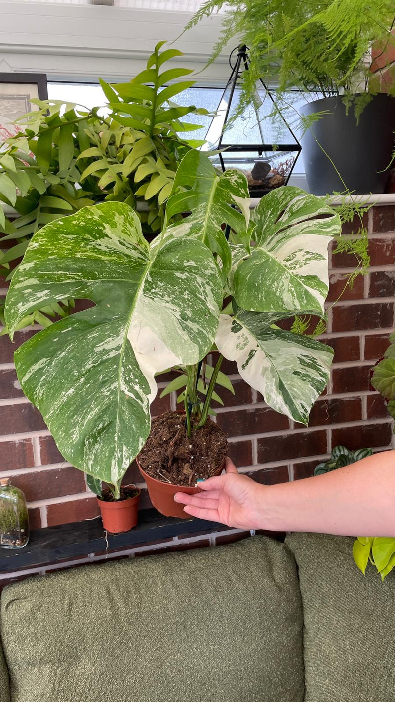 Variegated Monstera Deliciosa