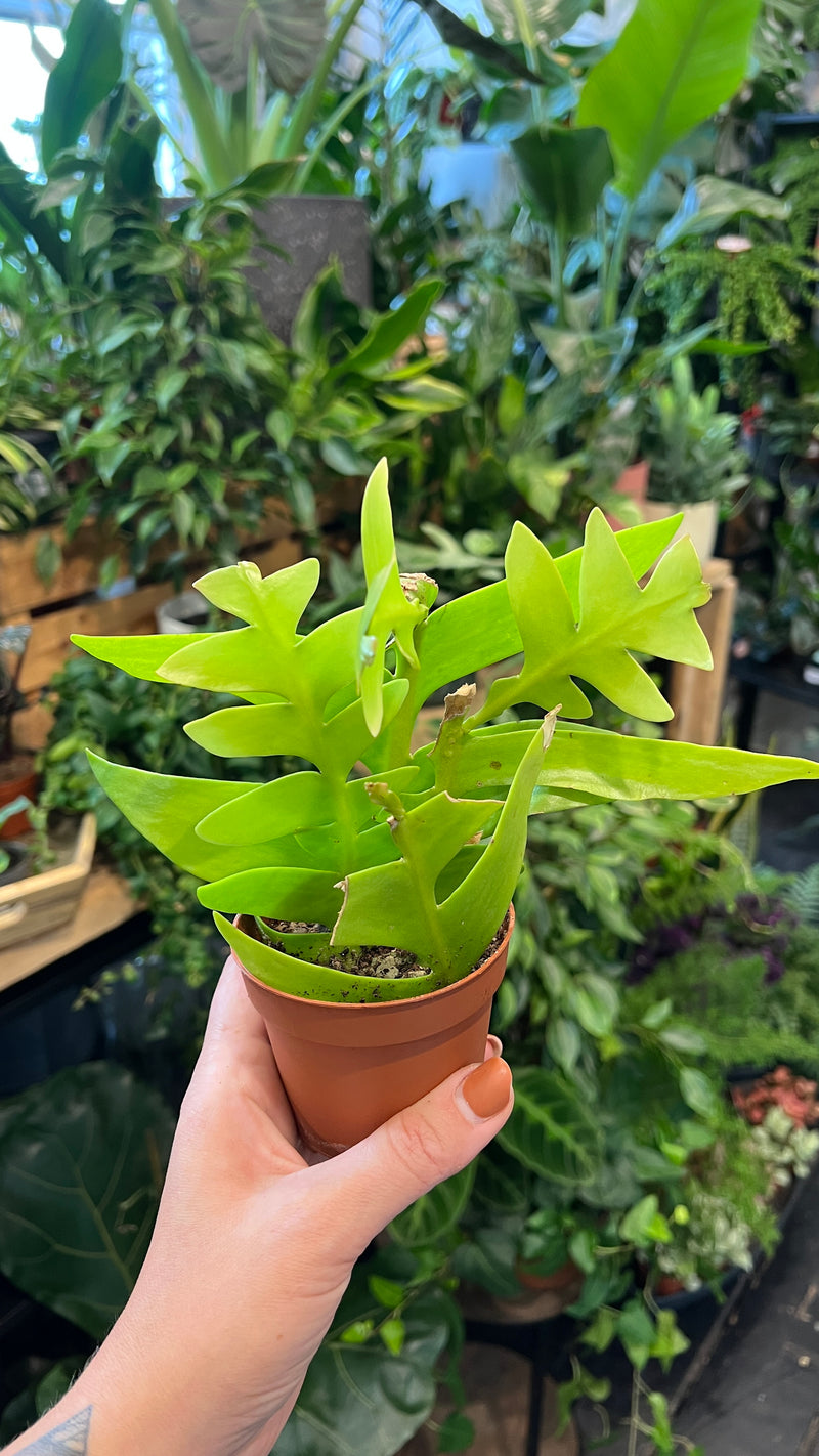 Fern-leaf Cactus