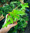 Fern-leaf Cactus