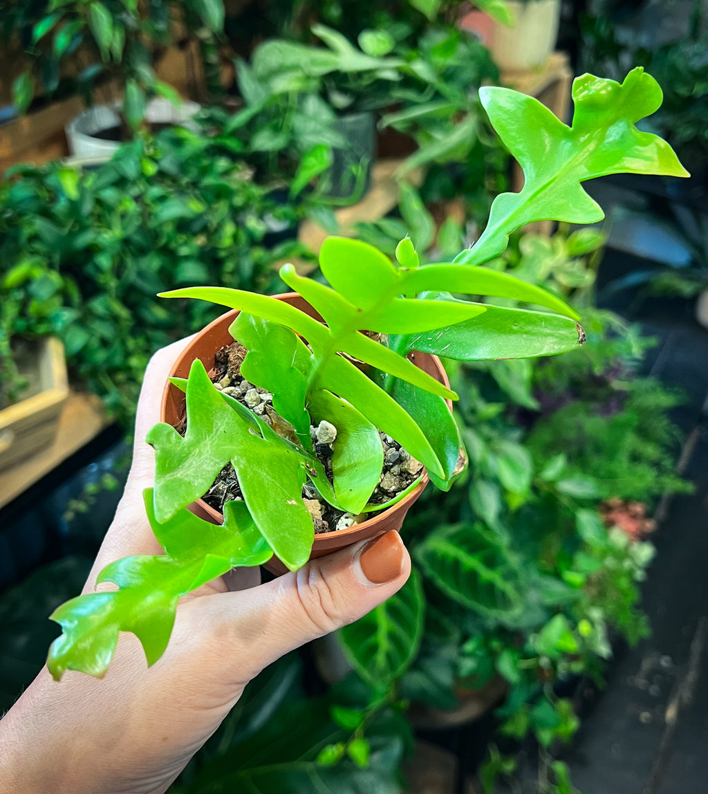 Fern-leaf Cactus