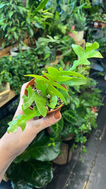 Fern-leaf Cactus