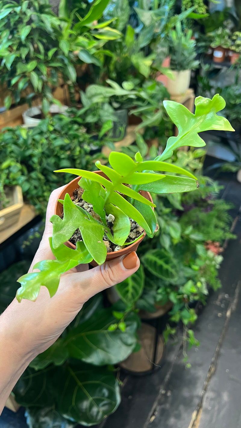 Fern-leaf Cactus