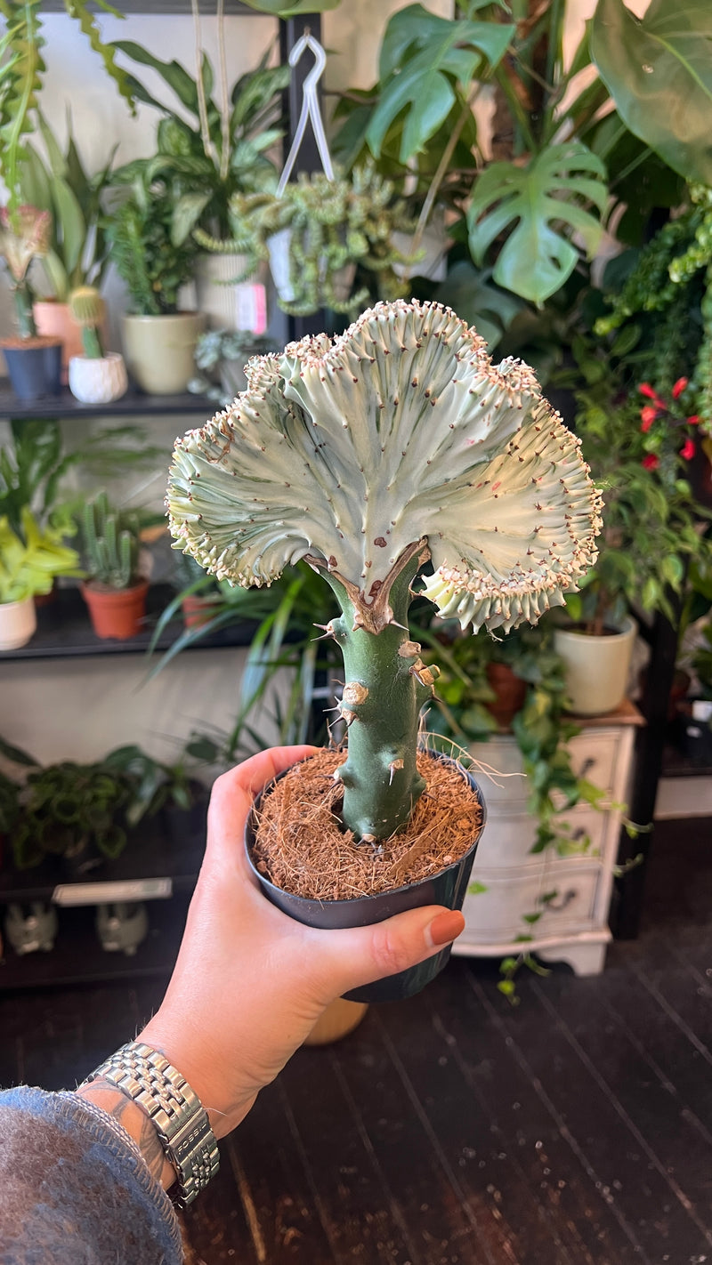 Coral Cactus