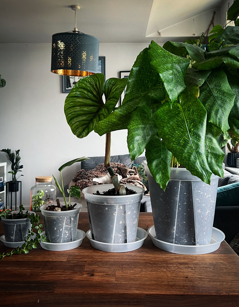 clear plant saucer for nursery pots