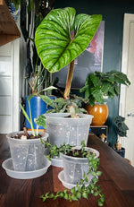 `#detail-photo`
transparent plant pot saucer