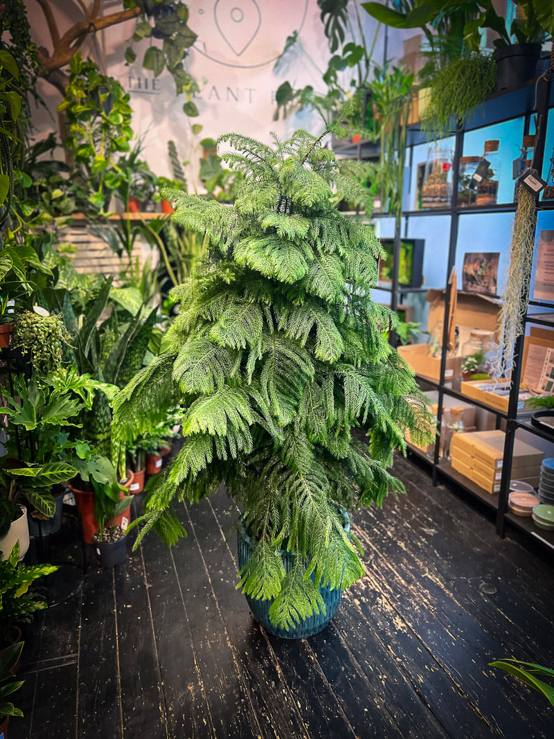 Araucaria heterophylla Norfolk Island Pine in decorative pot, indoor evergreen houseplant