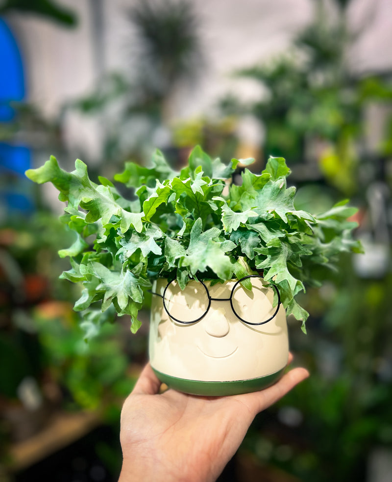 Blue Star Fern ‘Davana’ Curly Fern