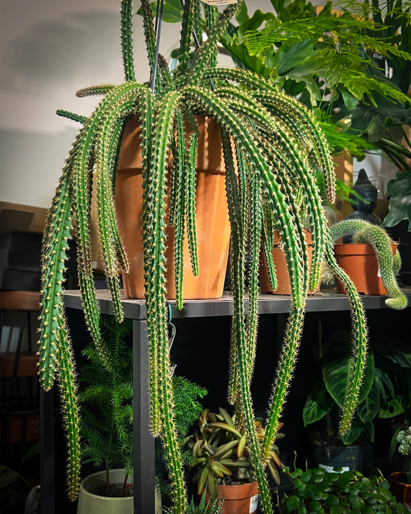 The Plant Point