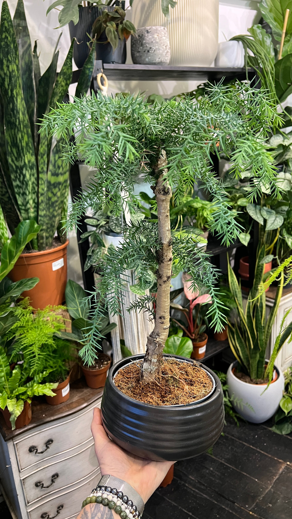 bonsai krötenheerdt Chastetree Bonsai Tree 2 – Bella Bonsai Nursery