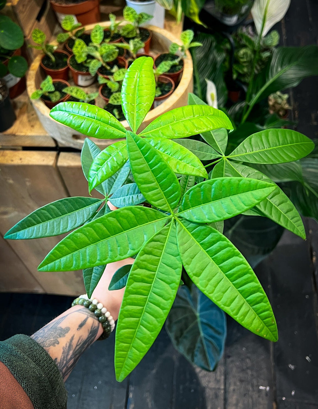money leaf tree Pachira Money Tree