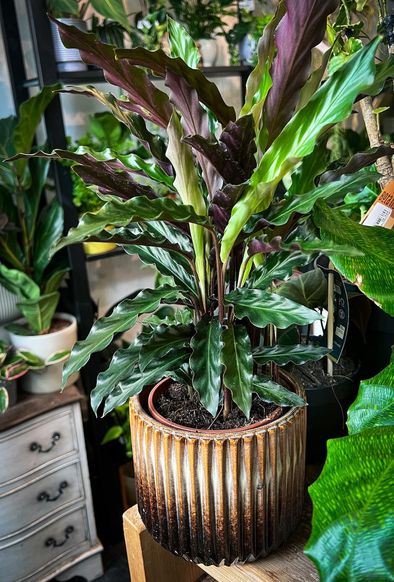 Calathea Rufibarba - Velvet