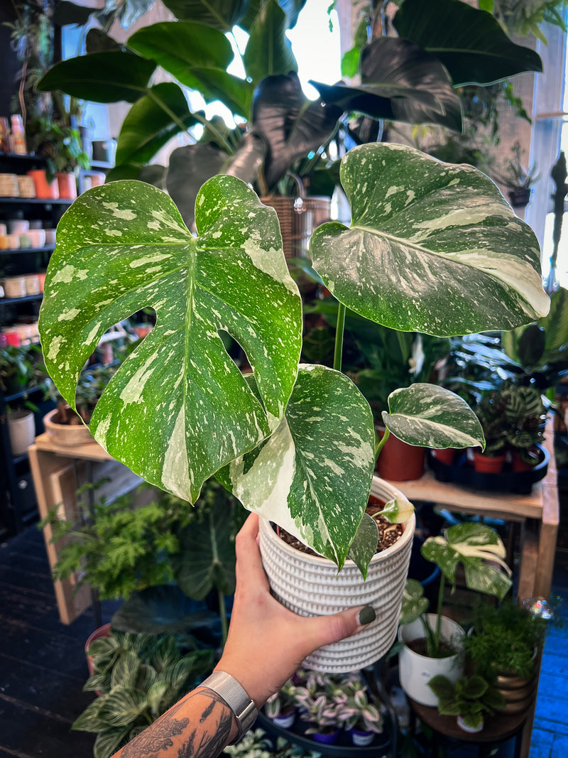 `#detail-photo`
Discover the Rare Monstera Thai Constellatio