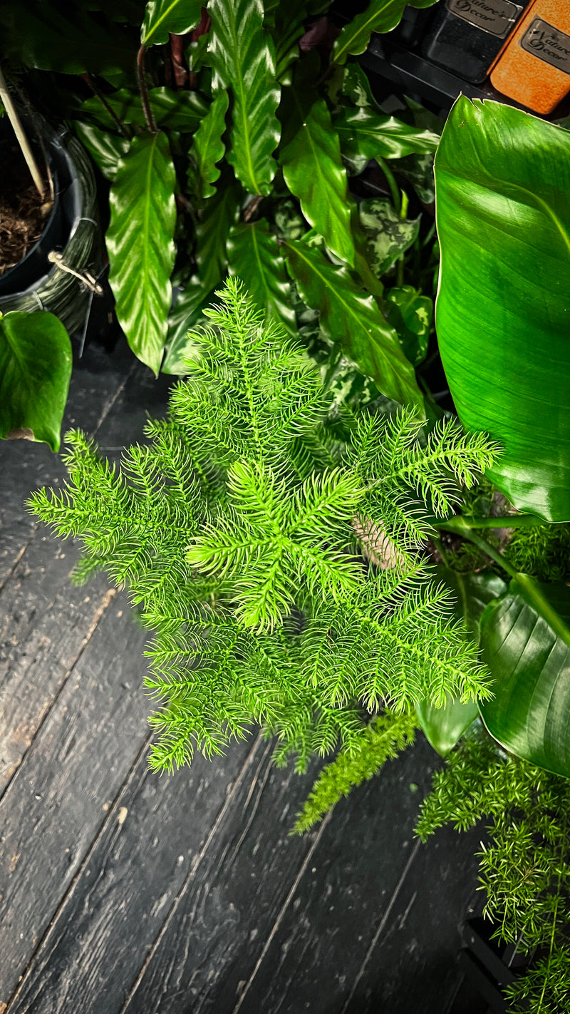 Araucaria in ceramic pot on shelf, cozy Scandinavian home décor green plant