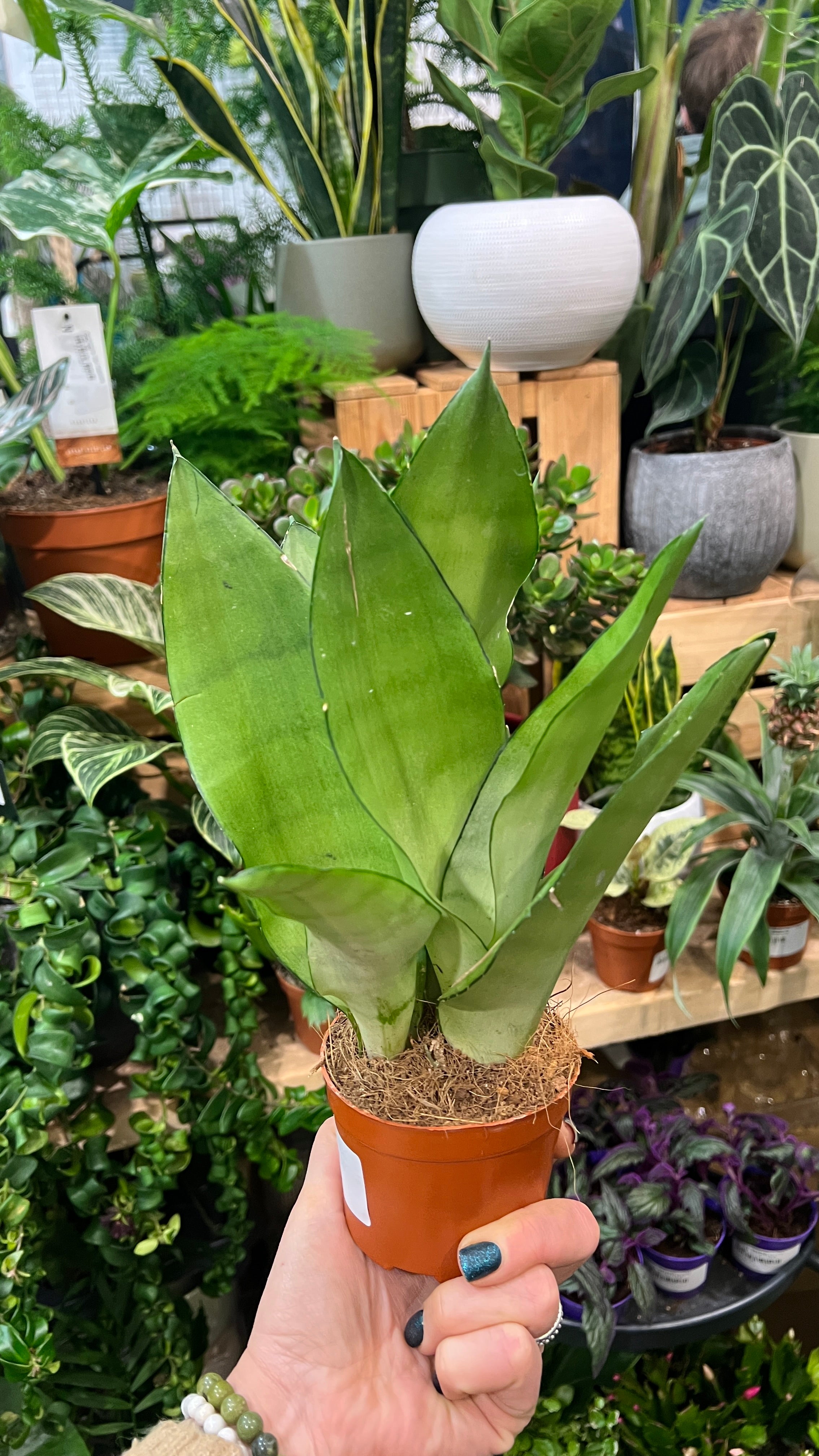 sansevieria moonshine uk Snake Plant