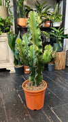 Euphorbia Ingens