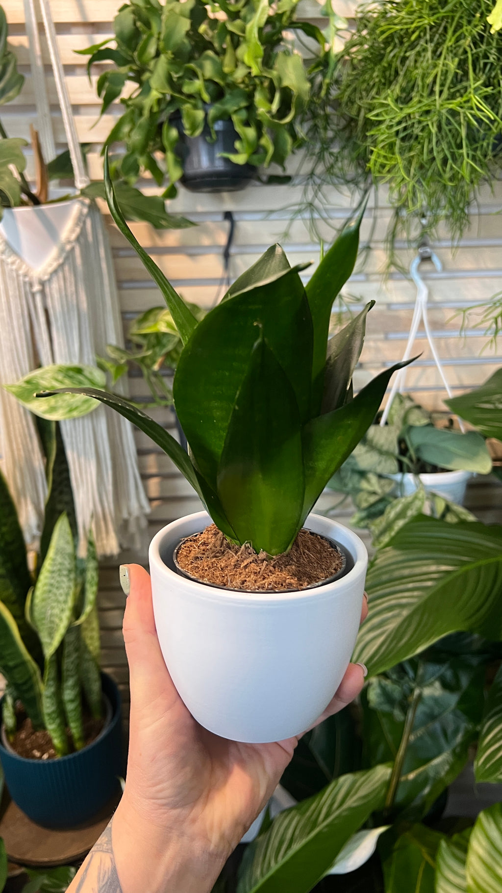 black dragon snake plant care Sansevieria Black Dragon