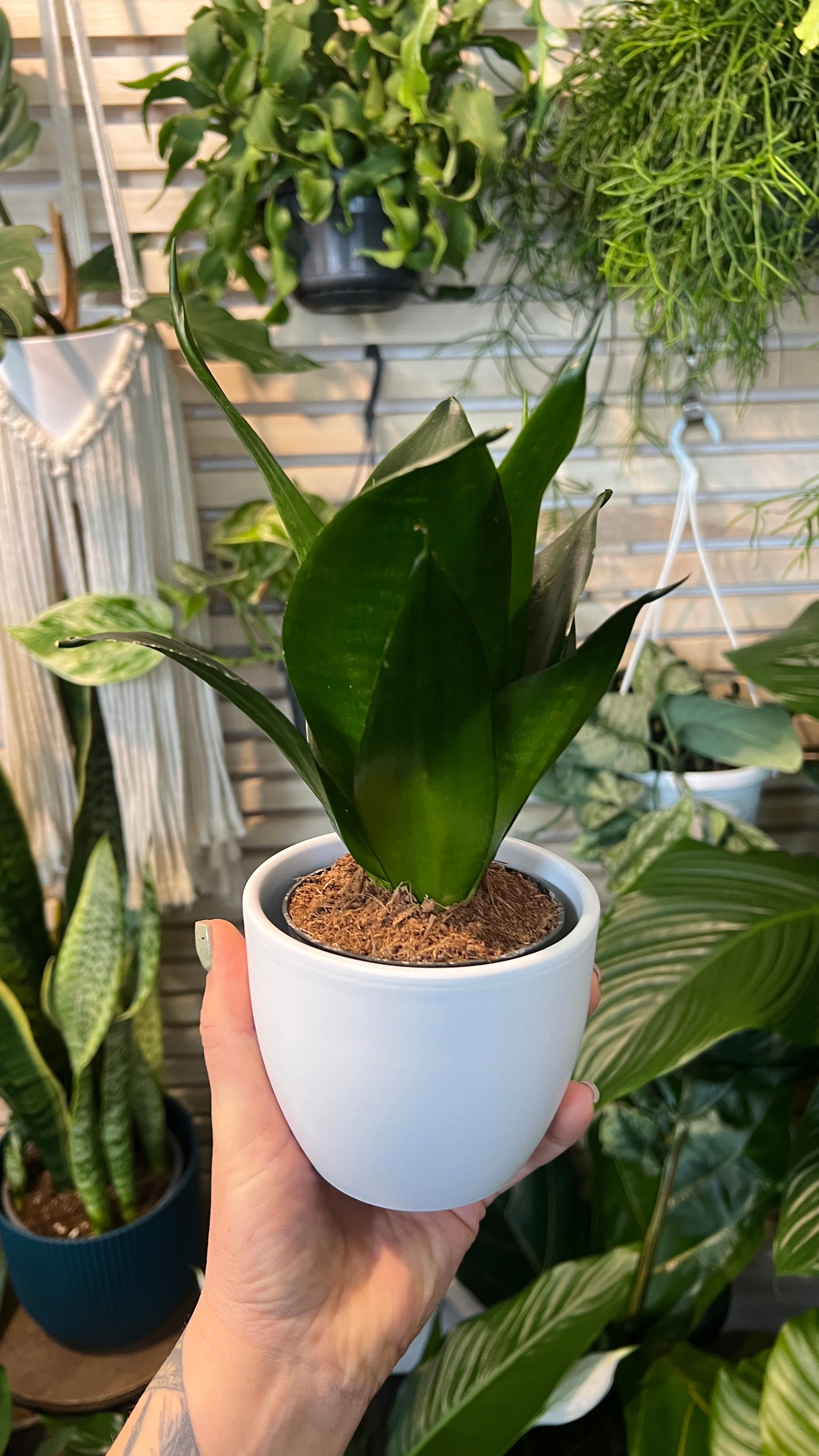 black dragon plant indoor Sansevieria Black Dragon