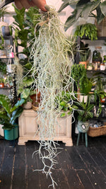 Spanish Moss