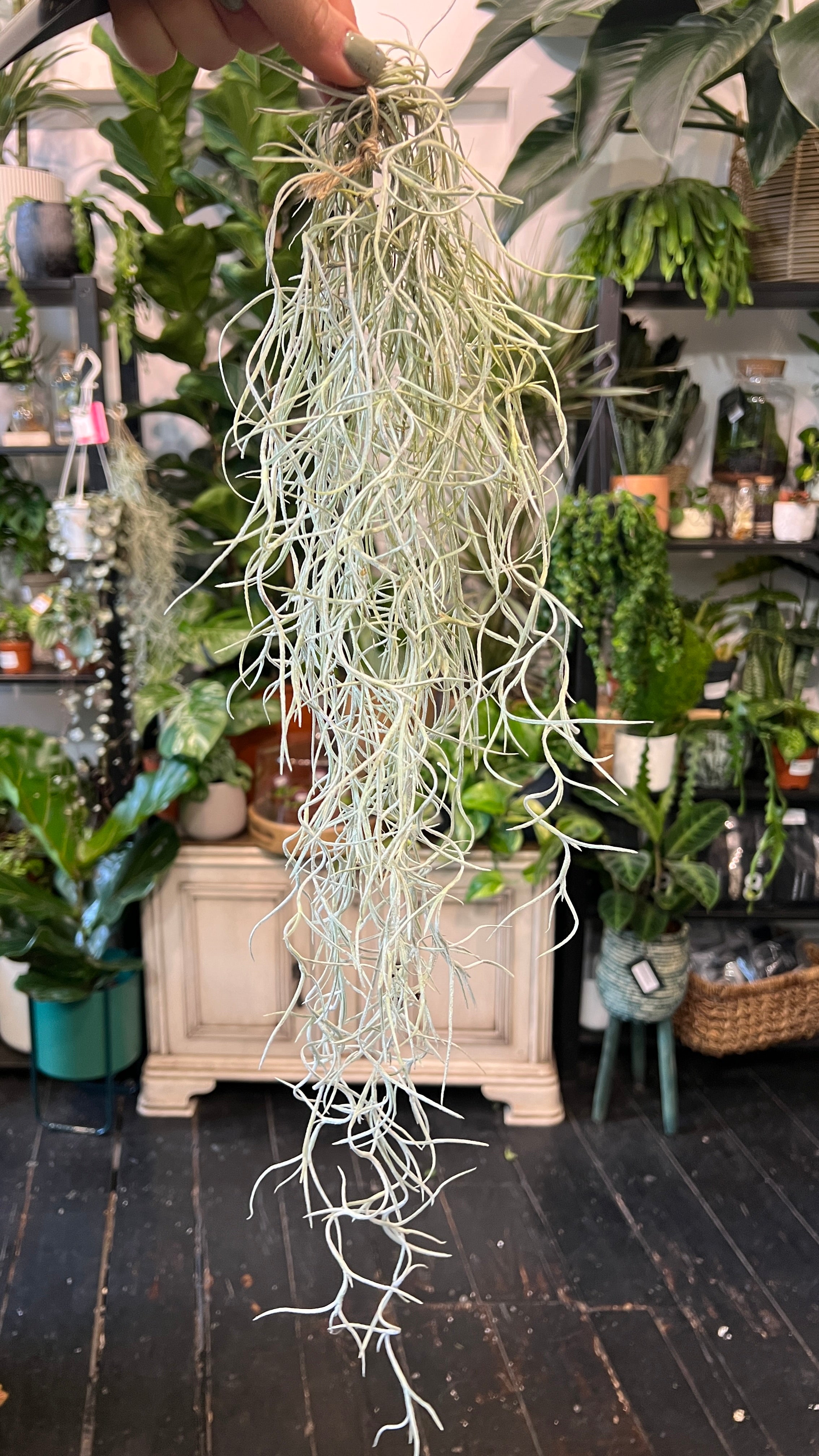 spanish moss air plant Spanish Moss