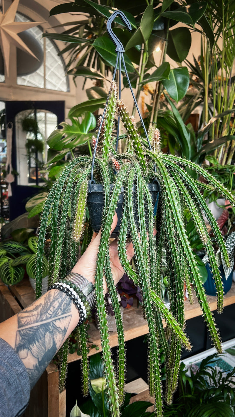 rat tail hanging succulent plant Aporocactus Mallisonii Hanging Cactus