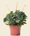 Peperomia caperata Lilian