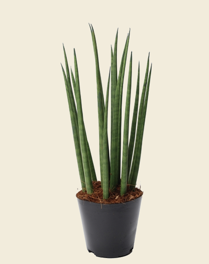 Drought-tolerant snake plant variety with tall, architectural leaves