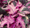 Purple Passion Gynura Variegata - The Velvet Sunshine Plant