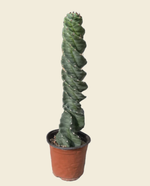 Spiralis Cactus