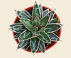 Agave victoriae - Queen Victoria Agave