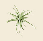 Air Plant 'Tillandsia Capitata'