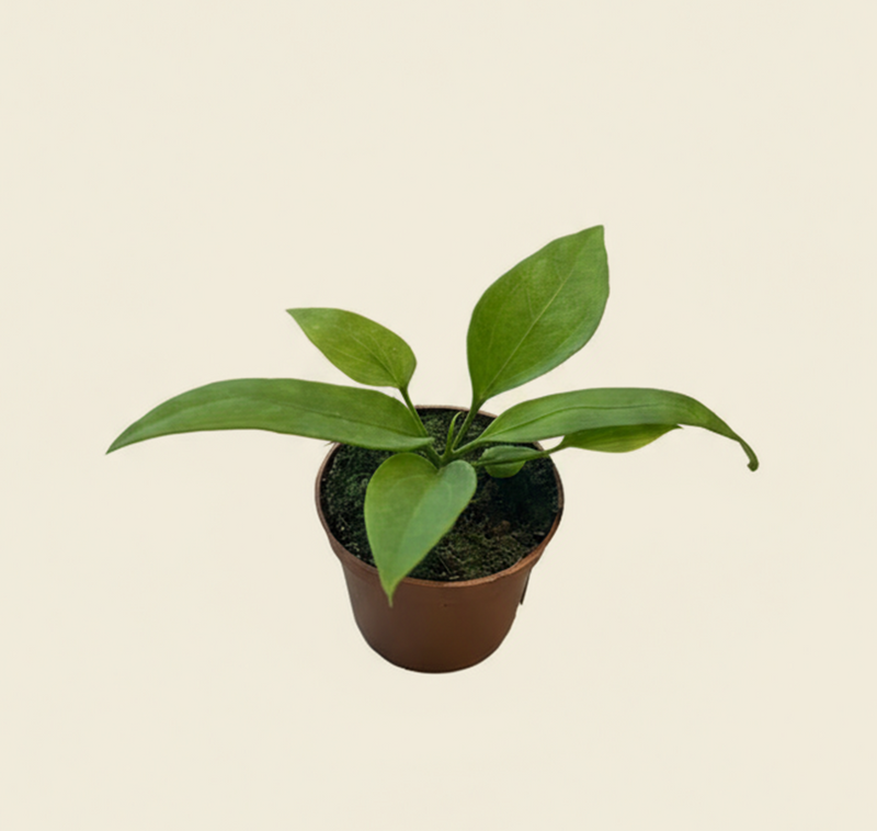 Anthurium vittarifolium