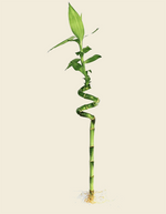 Twisted lucky bamboo plant in a clear water tube, with vibrant green spiraled stems.