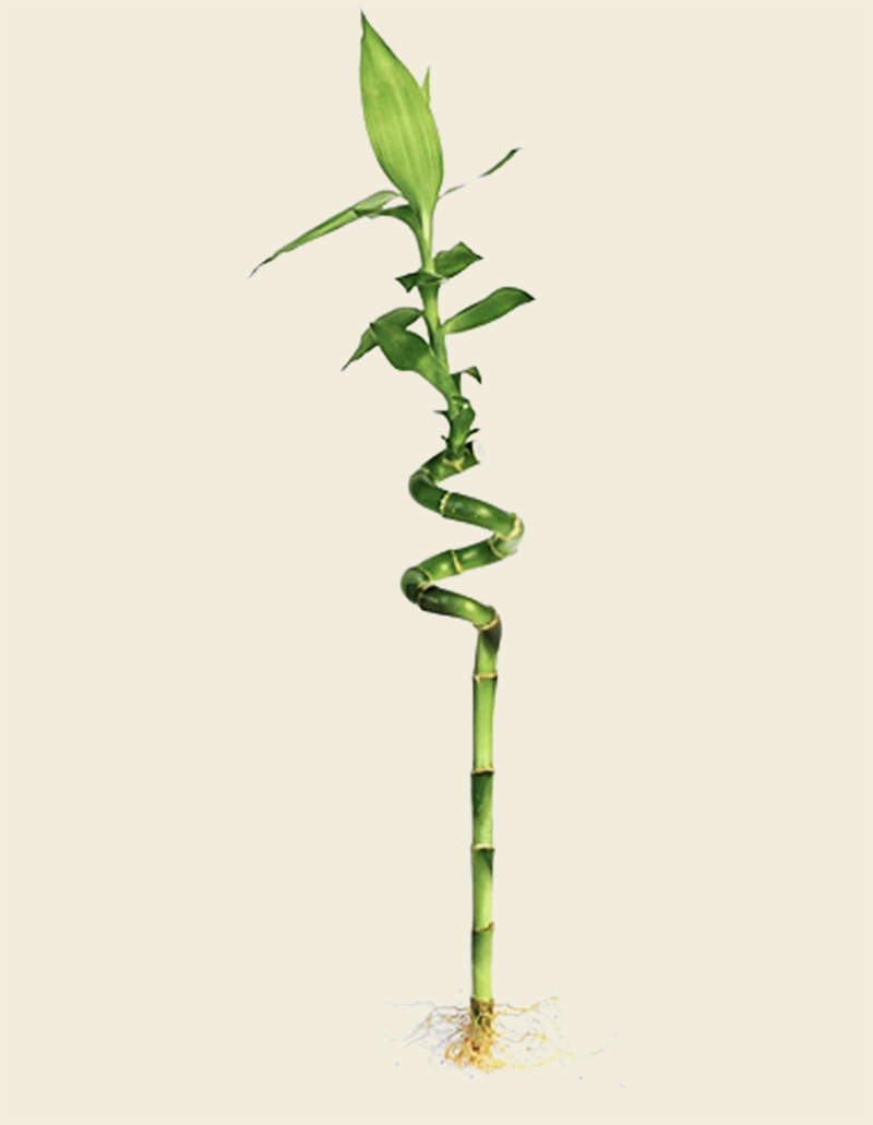 Twisted lucky bamboo plant in a clear water tube, with vibrant green spiraled stems.