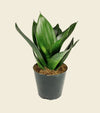 Sansevieria Black Dragon