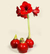 Amaryllis Bulb in Wax Beautiful, Easy-Care Winter Flower Christmas Gift