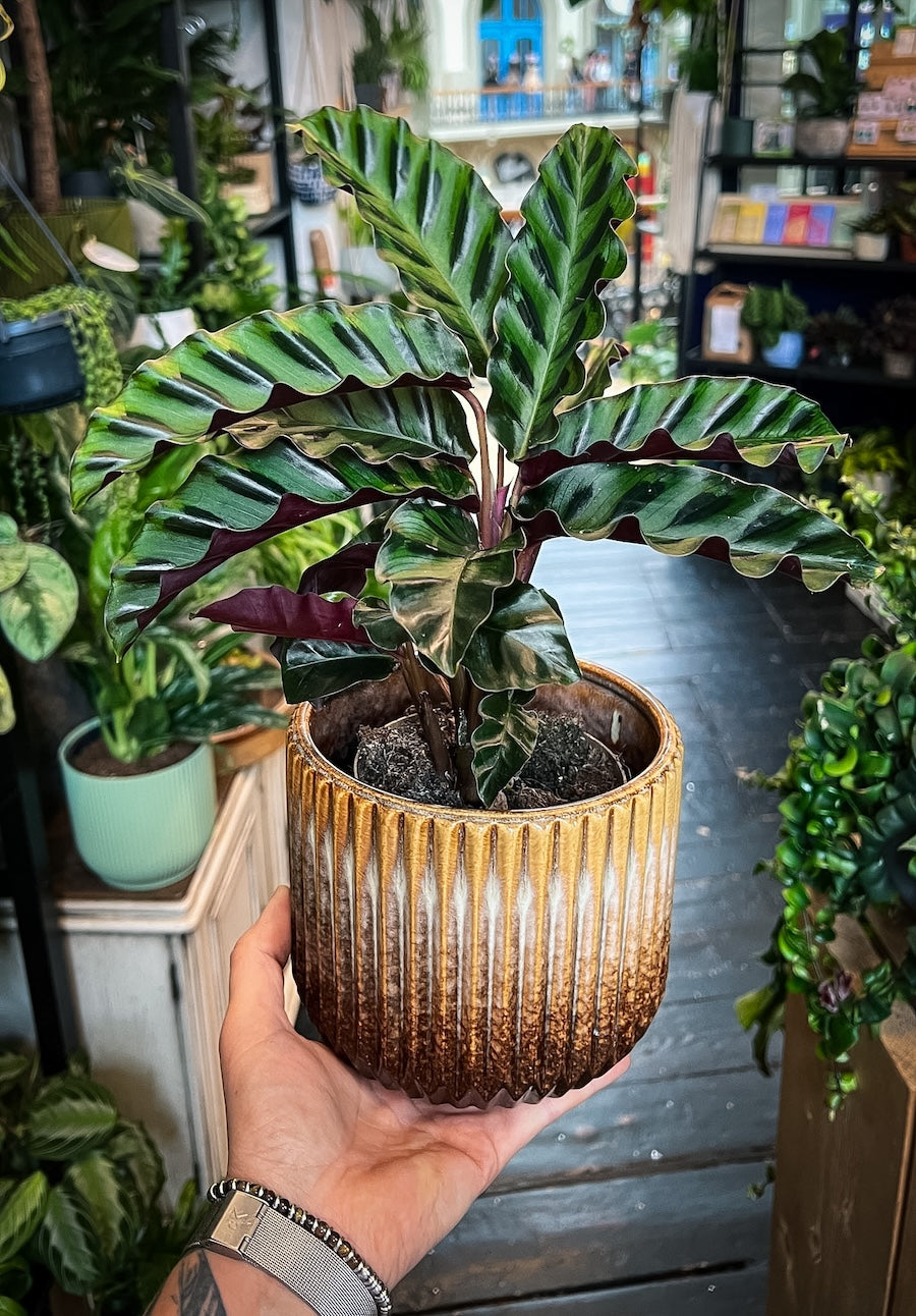 Calathea gandersii