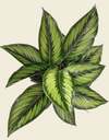 Calathea Beauty Star