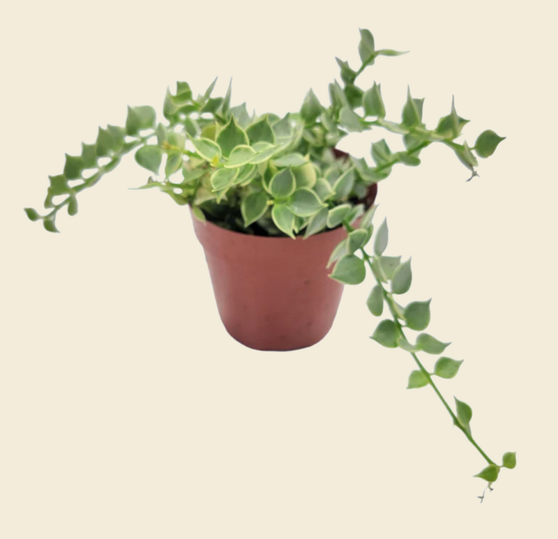 Dischidia ruscifolia Variegated