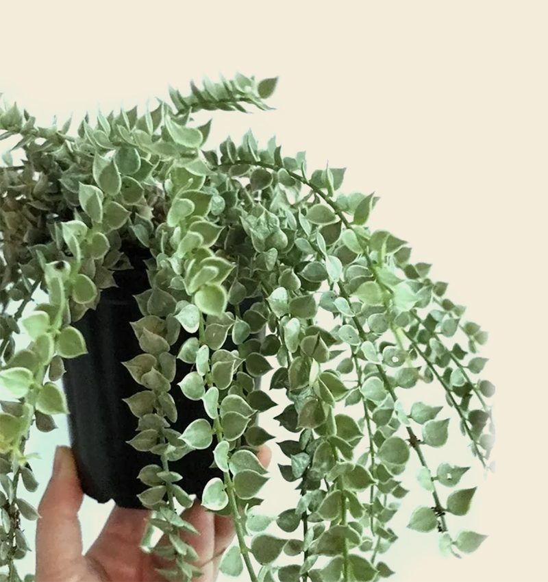 Dischidia ruscifolia Variegated