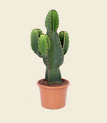 Euphorbia Ingens