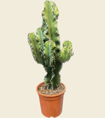 Euphorbia Ingens